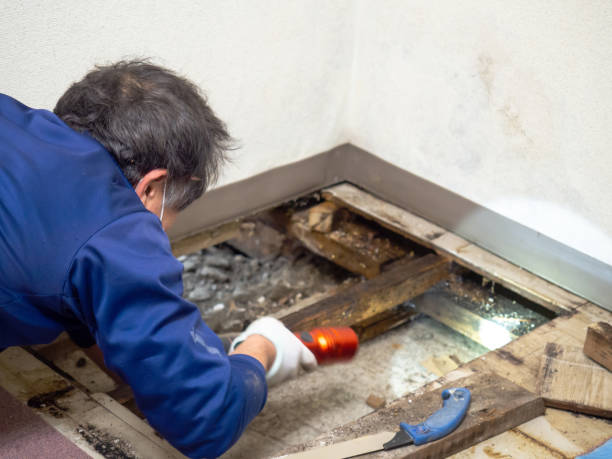 Office Mold Removal Services in Narrows, VA