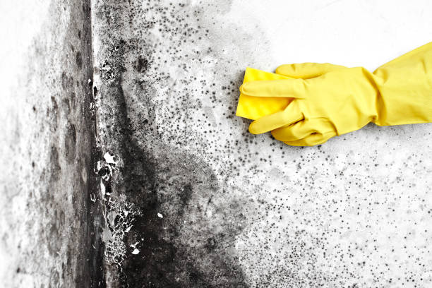 Best Water Damage Restoration  in Narrows, VA
