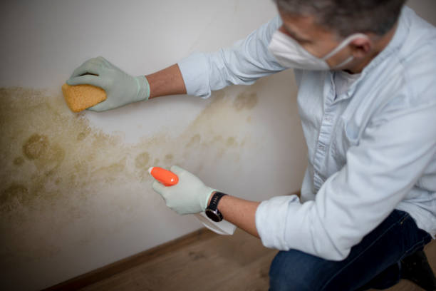 Best Crawl Space Mold Removal  in Narrows, VA