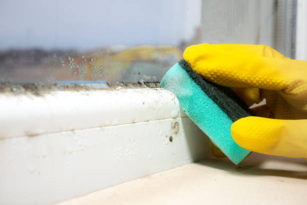 Best Mold Remediation  in Narrows, VA