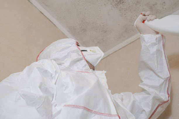 Mold Removal Process in Narrows, VA