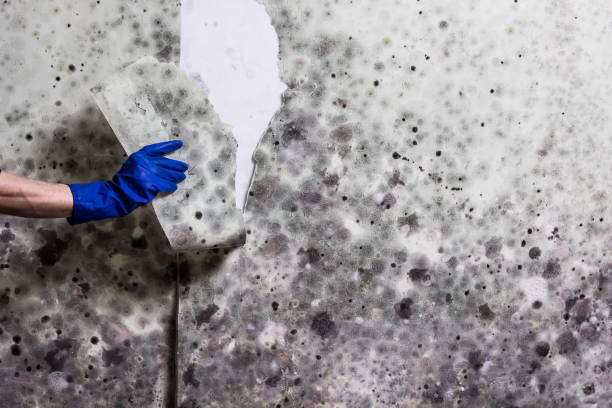 Best Black Mold Removal  in Narrows, VA
